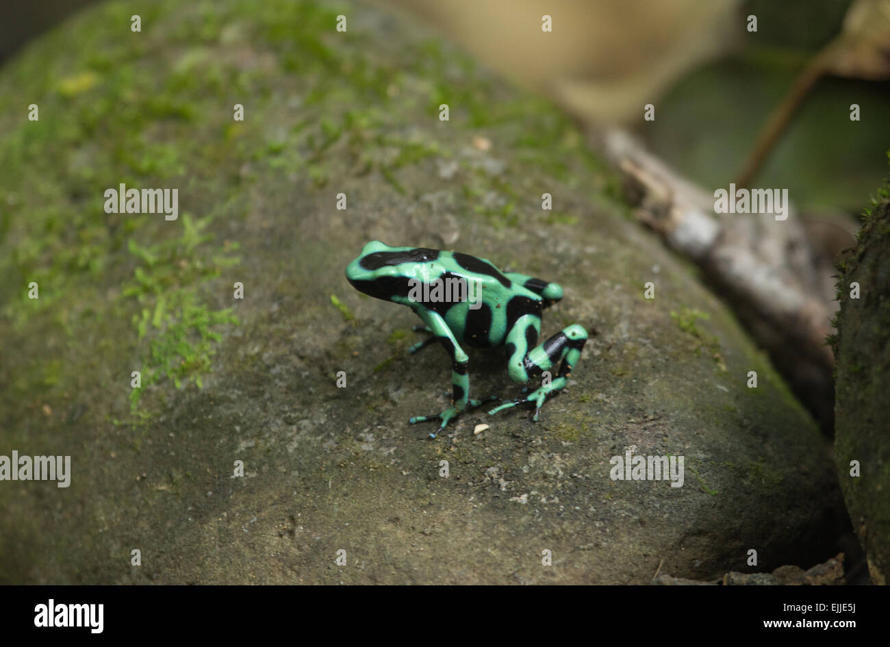 Noir et Vert Dart Frog, Costa Rica Banque D'Images