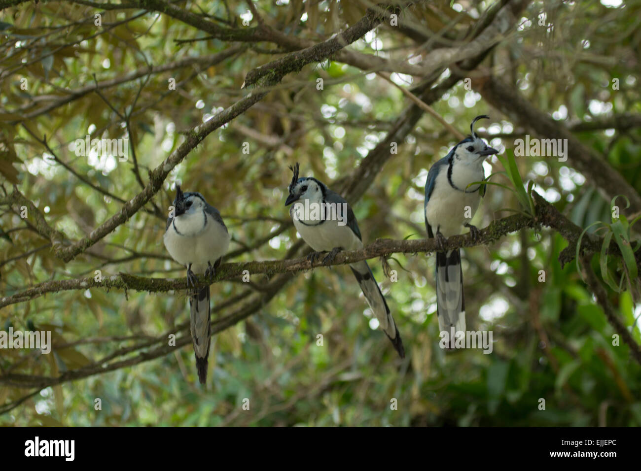 3 Magpie-Jays à gorge blanche au Costa Rica Banque D'Images