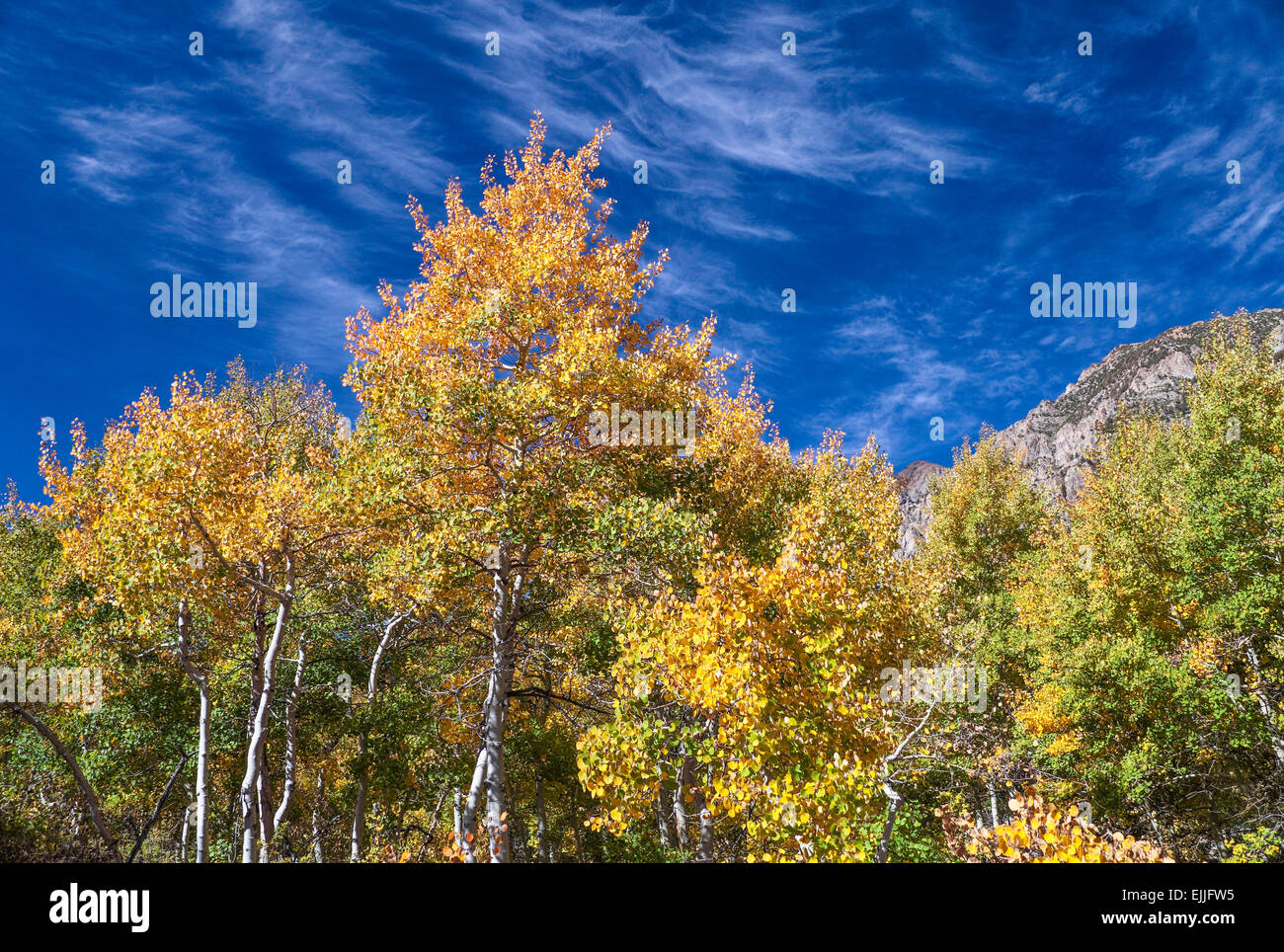 Les feuilles colorées dans Lundy Canyon dans la partie Est de la Sierra Banque D'Images
