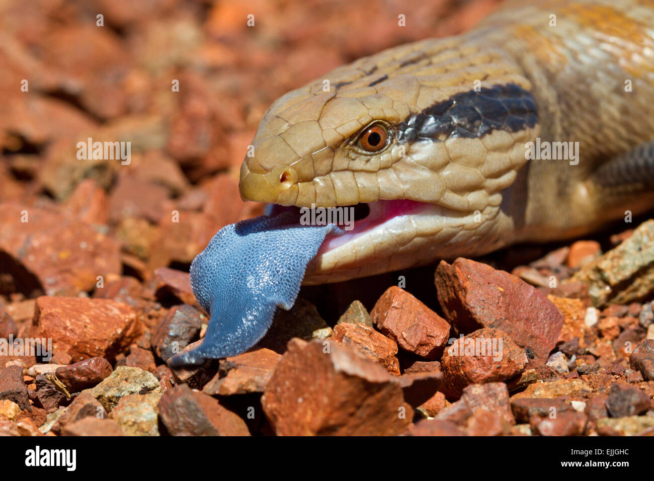 Close-up du Centralian langue bleue (Tiliqua multifasciata scinque), Parc national de Karijini, Australie occidentale Banque D'Images