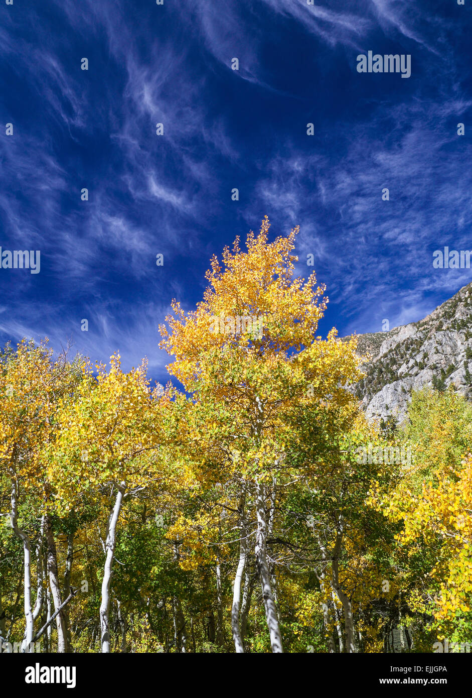 La couleur en automne à Lundy Canyon dans la partie Est de la Sierra Banque D'Images