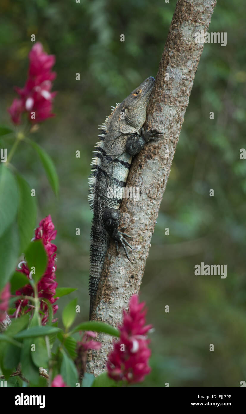 Ctenosaur noir serrant un arbre au Costa Rica Banque D'Images