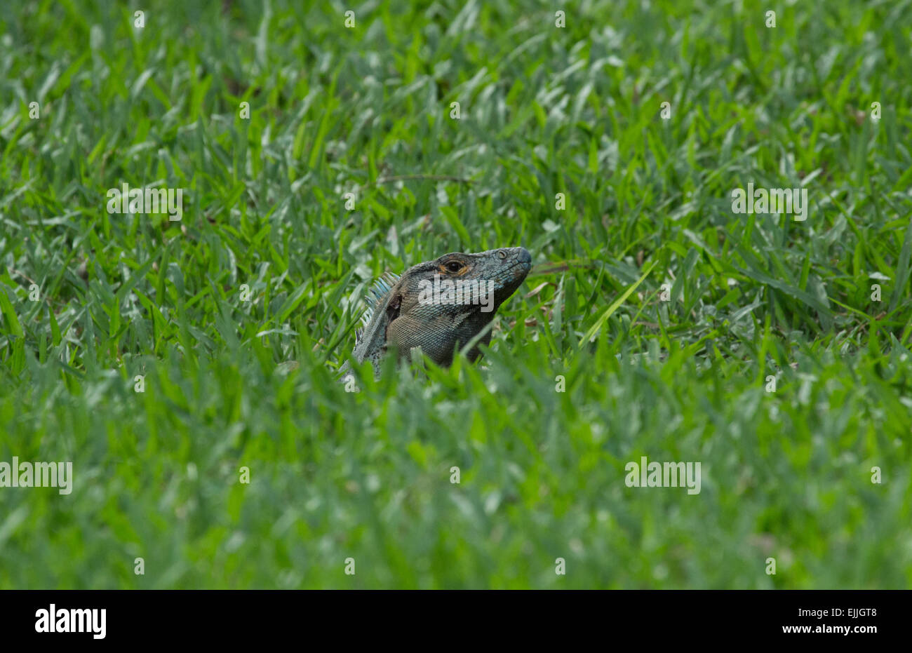 Ctenosaur noir caché dans l'herbe, Costa Rica Banque D'Images