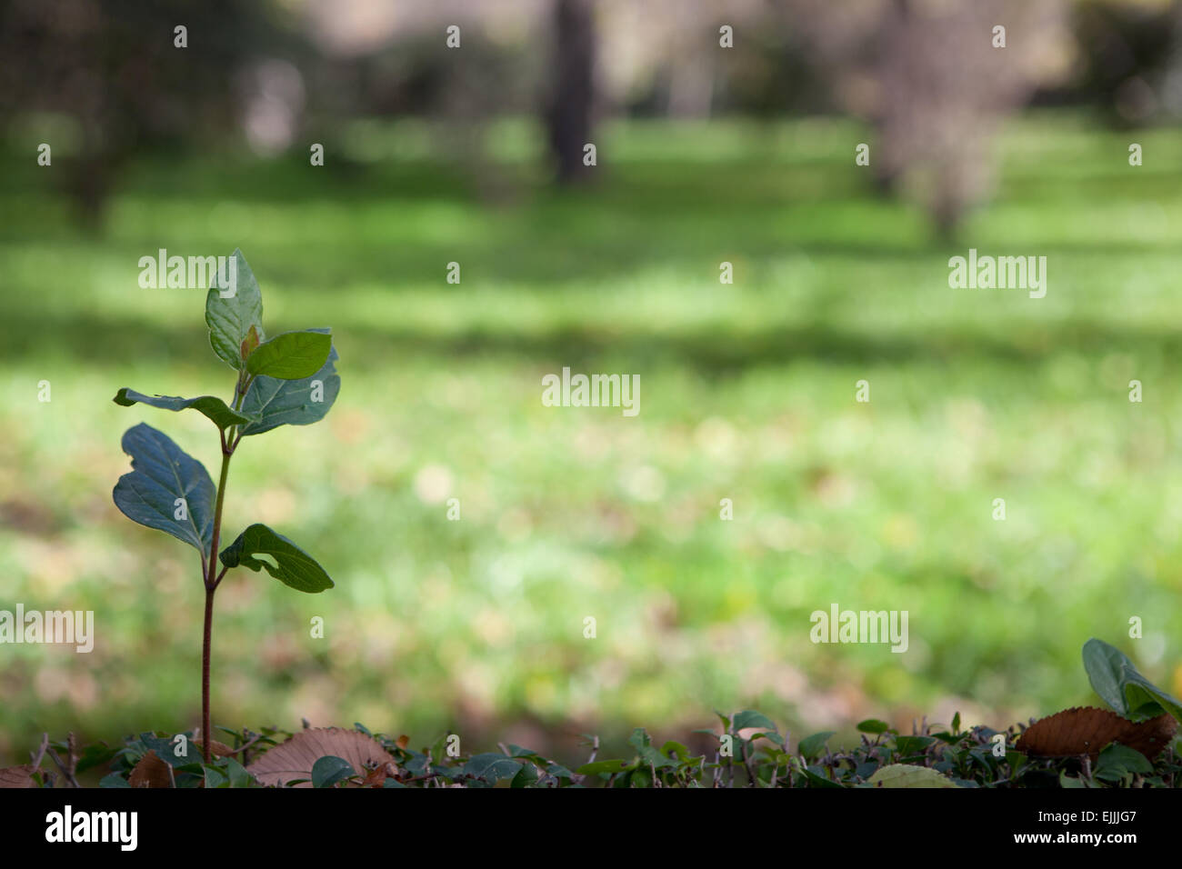 Germes isolés de haie vive d'arbustes dans un parc Banque D'Images