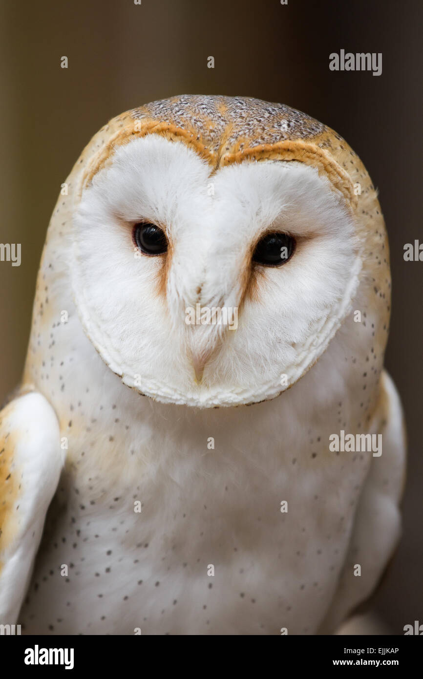Un close-up portrait of a British Barn Owl. Banque D'Images