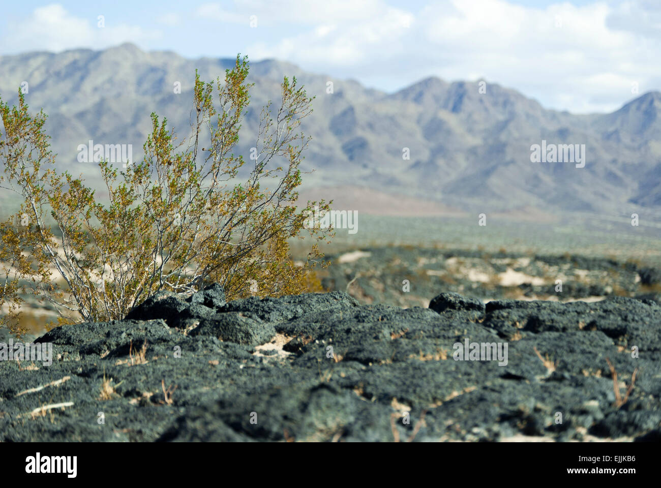 Avis de sol du désert à l'Est de Amboy en Californie. Banque D'Images