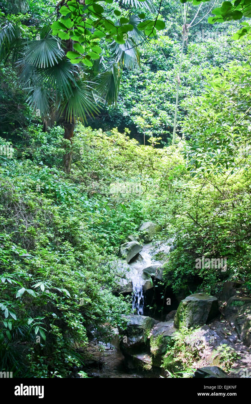 Source de l'eau froide entre les roches et les plantes à l'ombre Banque D'Images