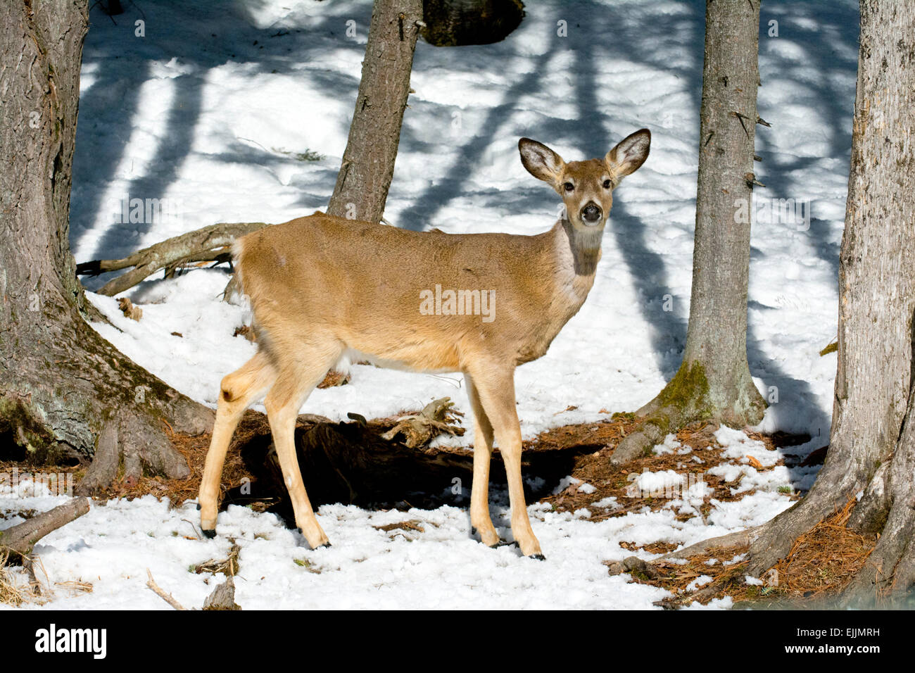 Cerf de virginie femelle Banque de photographies et d’images à haute
