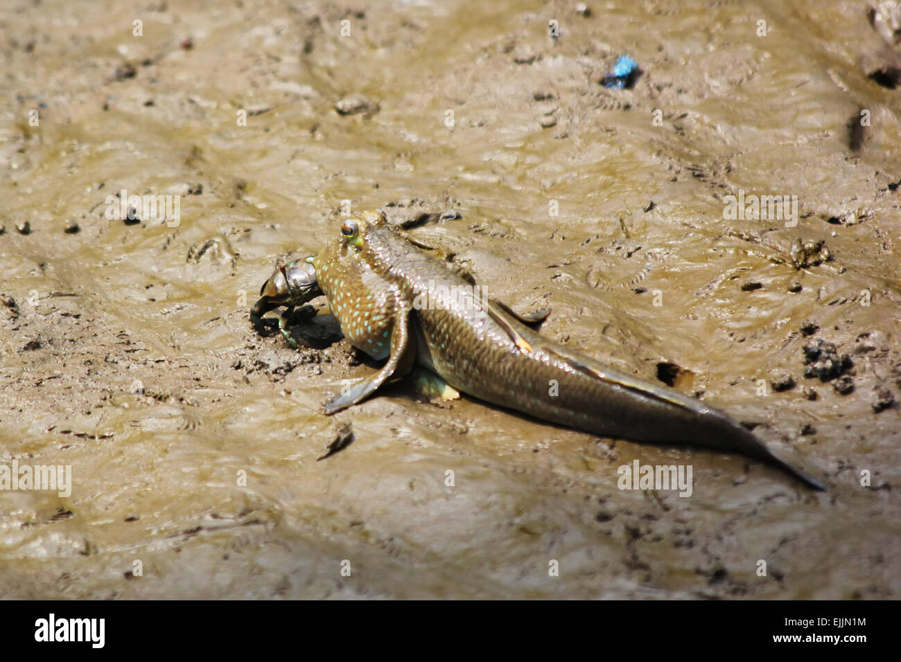 Mudskipper manger du poisson un crabe Banque D'Images