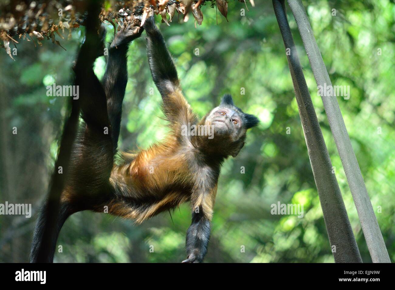 Singe capucin touffetées, apella Cebus, escalade Banque D'Images