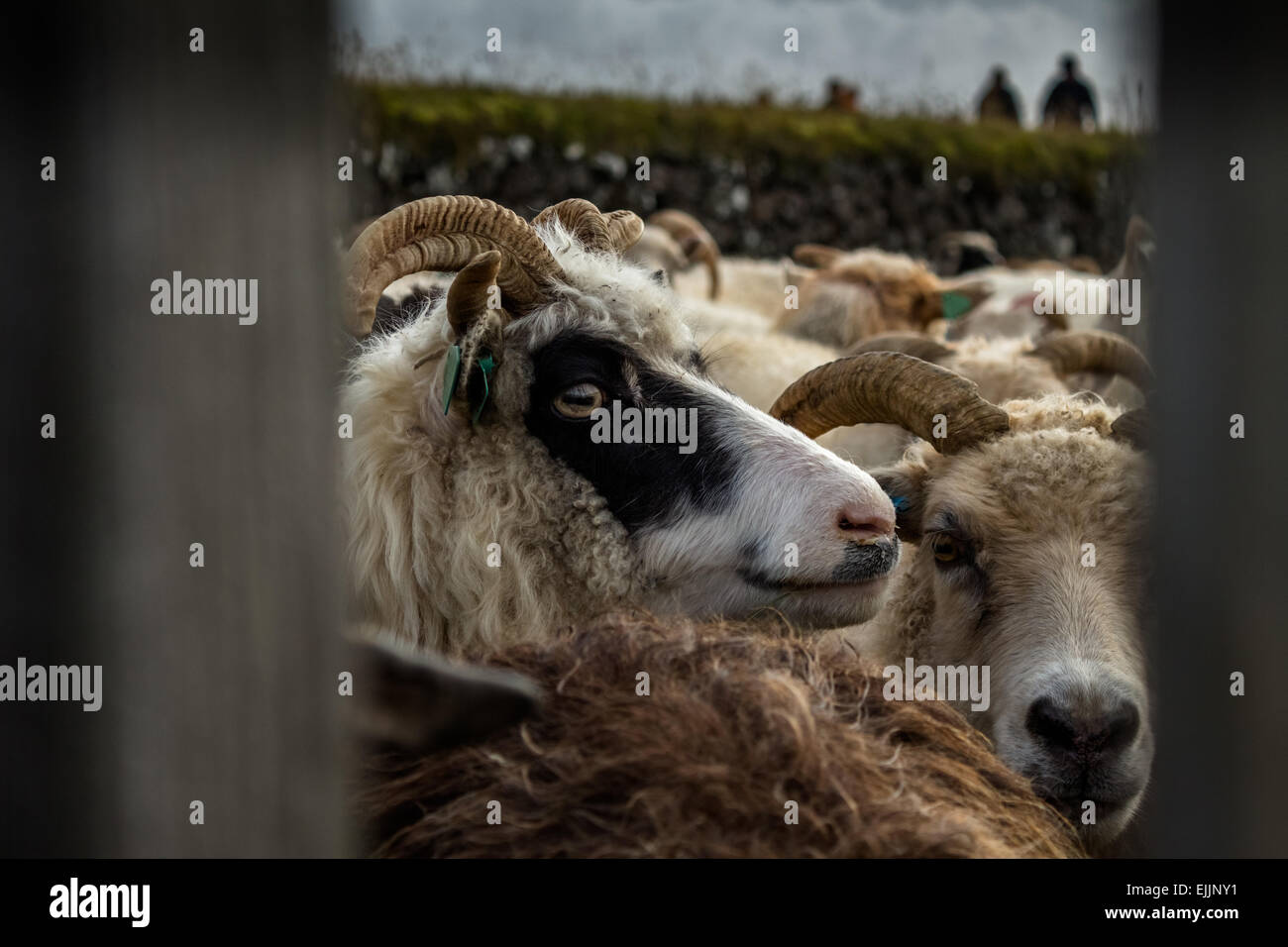 Troupeau de moutons d'islande Banque D'Images