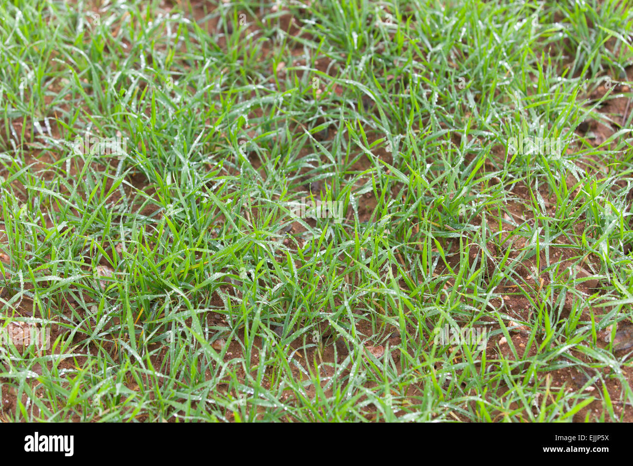 Close up of fresh grass céréales épais avec de l'eau tombe tôt le matin Banque D'Images