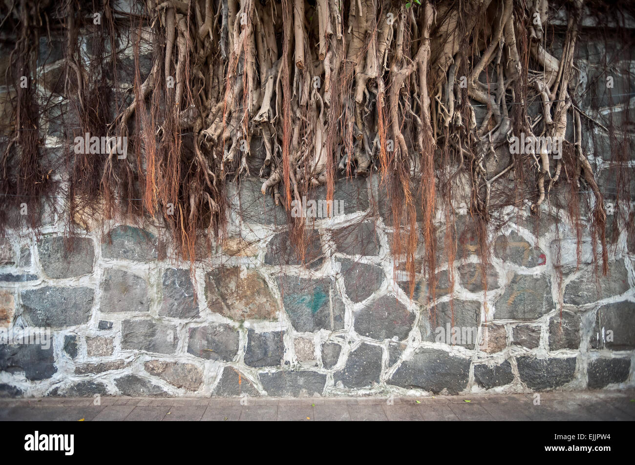 De plus en plus racine de l'arbre banyan contre un mur de pierre, Hong Kong Banque D'Images