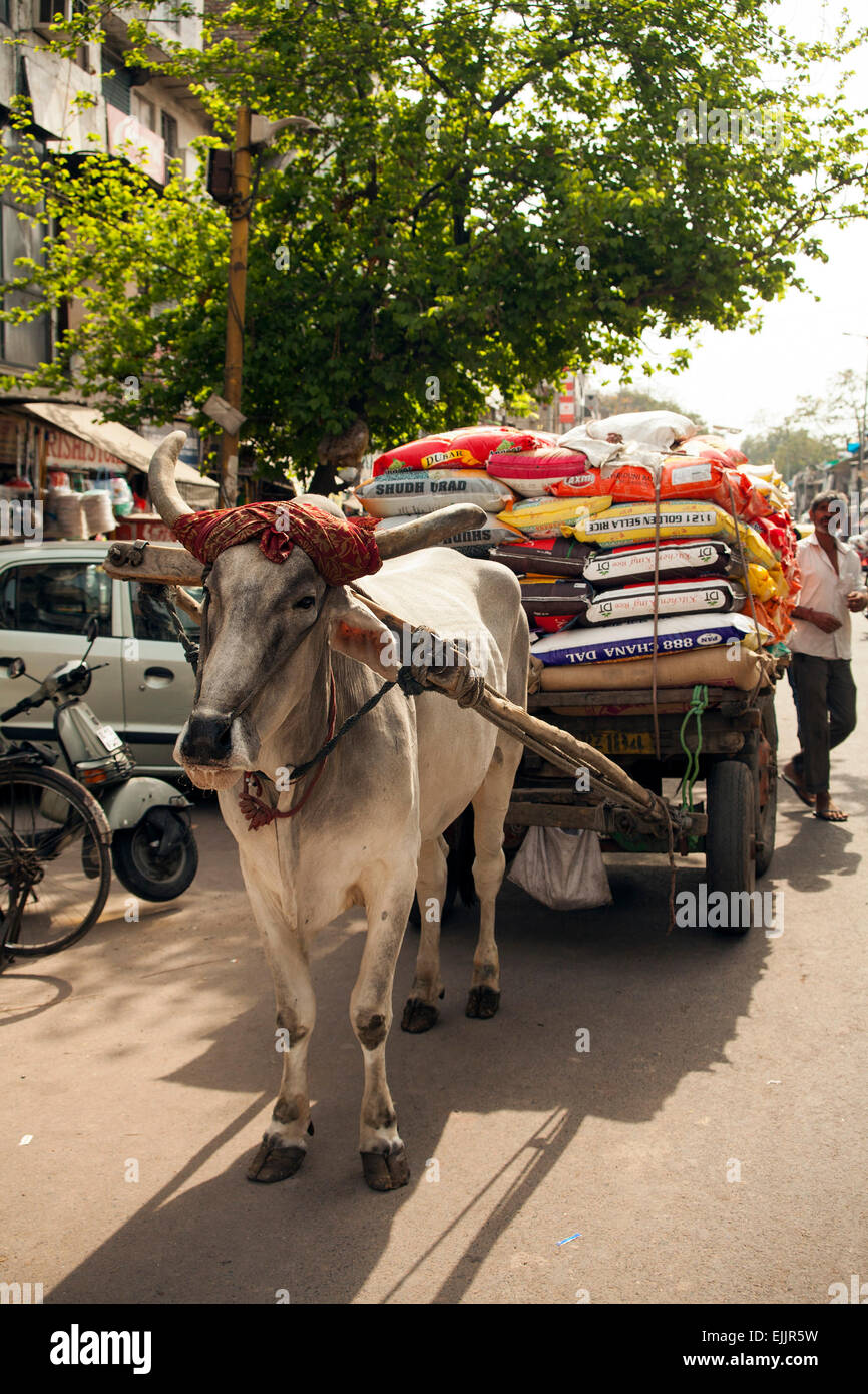 Bull camion tirant Delhi Inde Banque D'Images