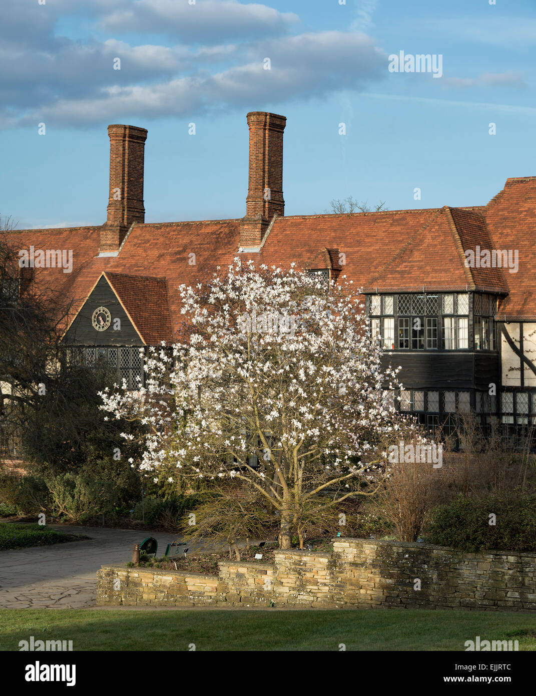 Floraison de printemps Magnolia x loebneri merrill arbre en face de la RHS Wisley bâtiment des laboratoires. Wisley, Surrey, UK Banque D'Images