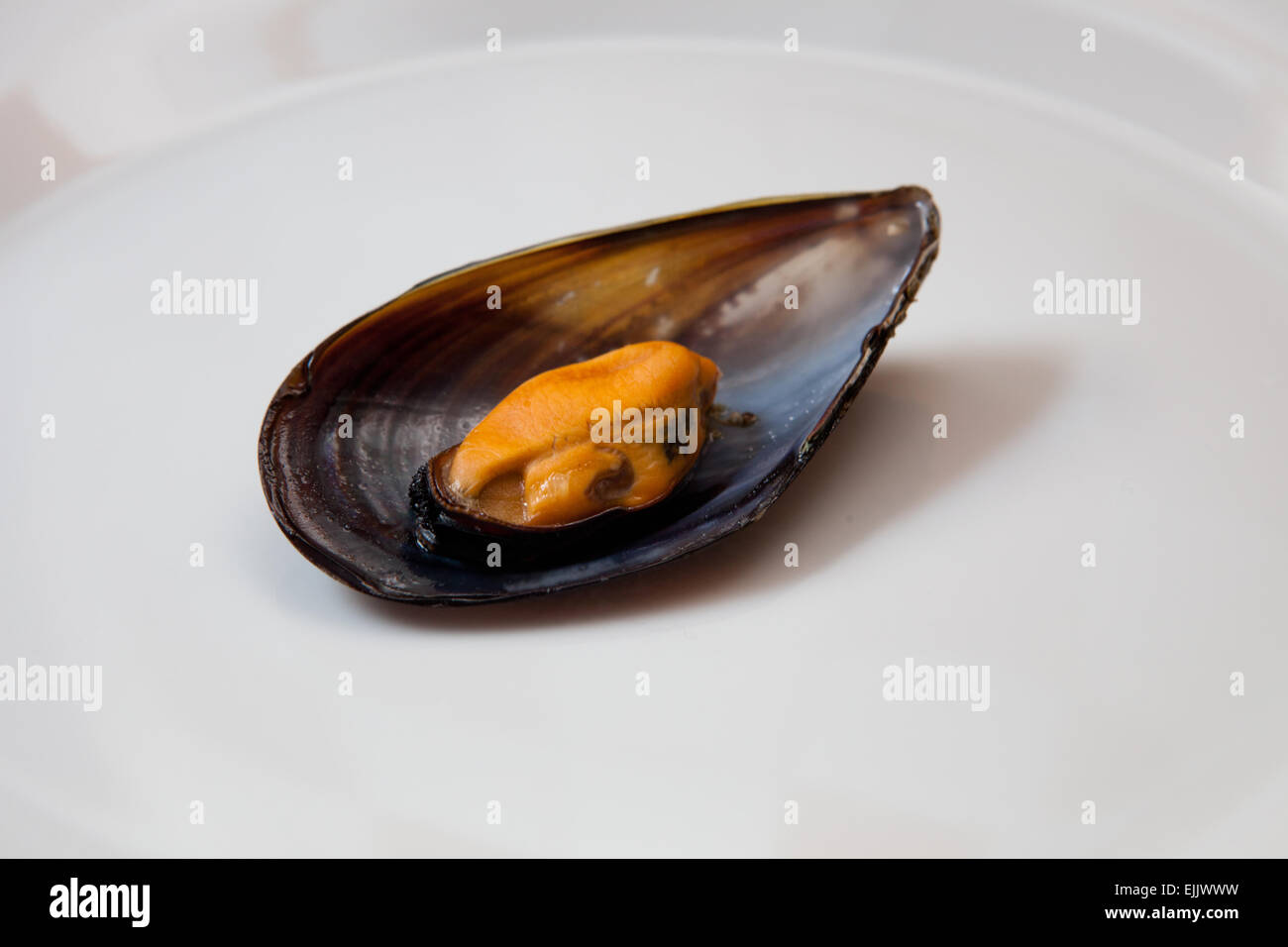 Fermer vue détaillée de bouillie de moules dans une assiette. Isolé sur fond blanc Banque D'Images