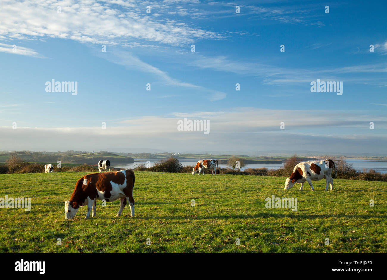 Le pâturage du bétail sur les rives de la rivière Moy, Comté de Sligo, Irlande. Banque D'Images