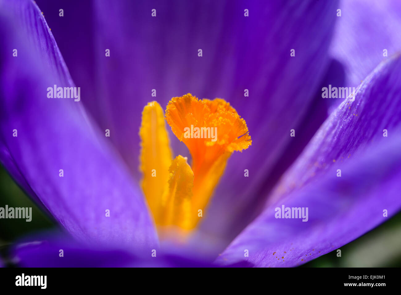 Belle tulipe jaune et violet se félicite de l'arrivée du printemps. Banque D'Images