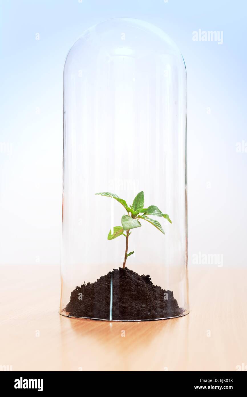 L'effet de serre sur une plante était jointe à l'intérieur d'un tube de verre. Le réchauffement de la notion Banque D'Images