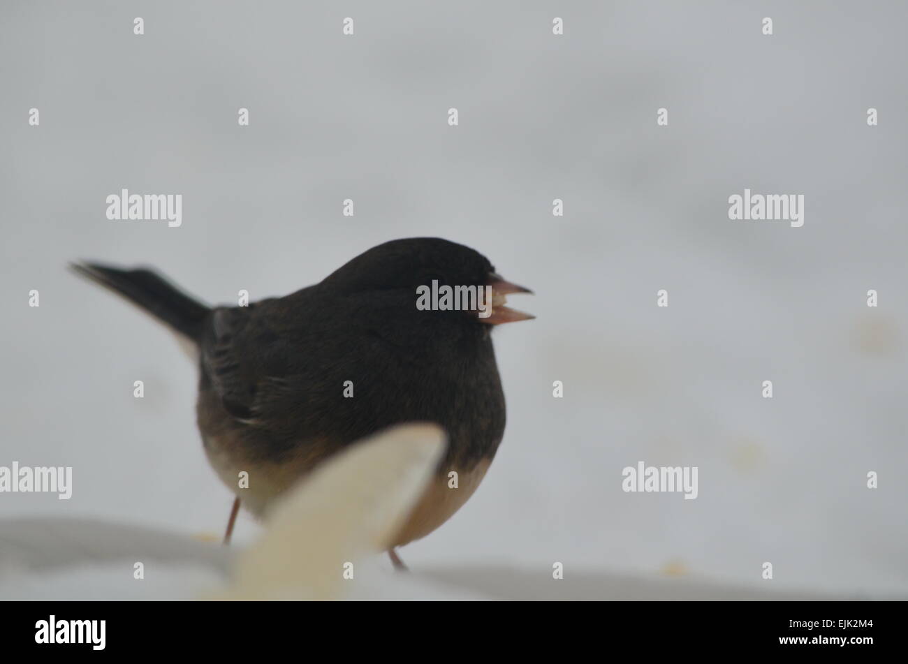 Petit oiseau Banque D'Images