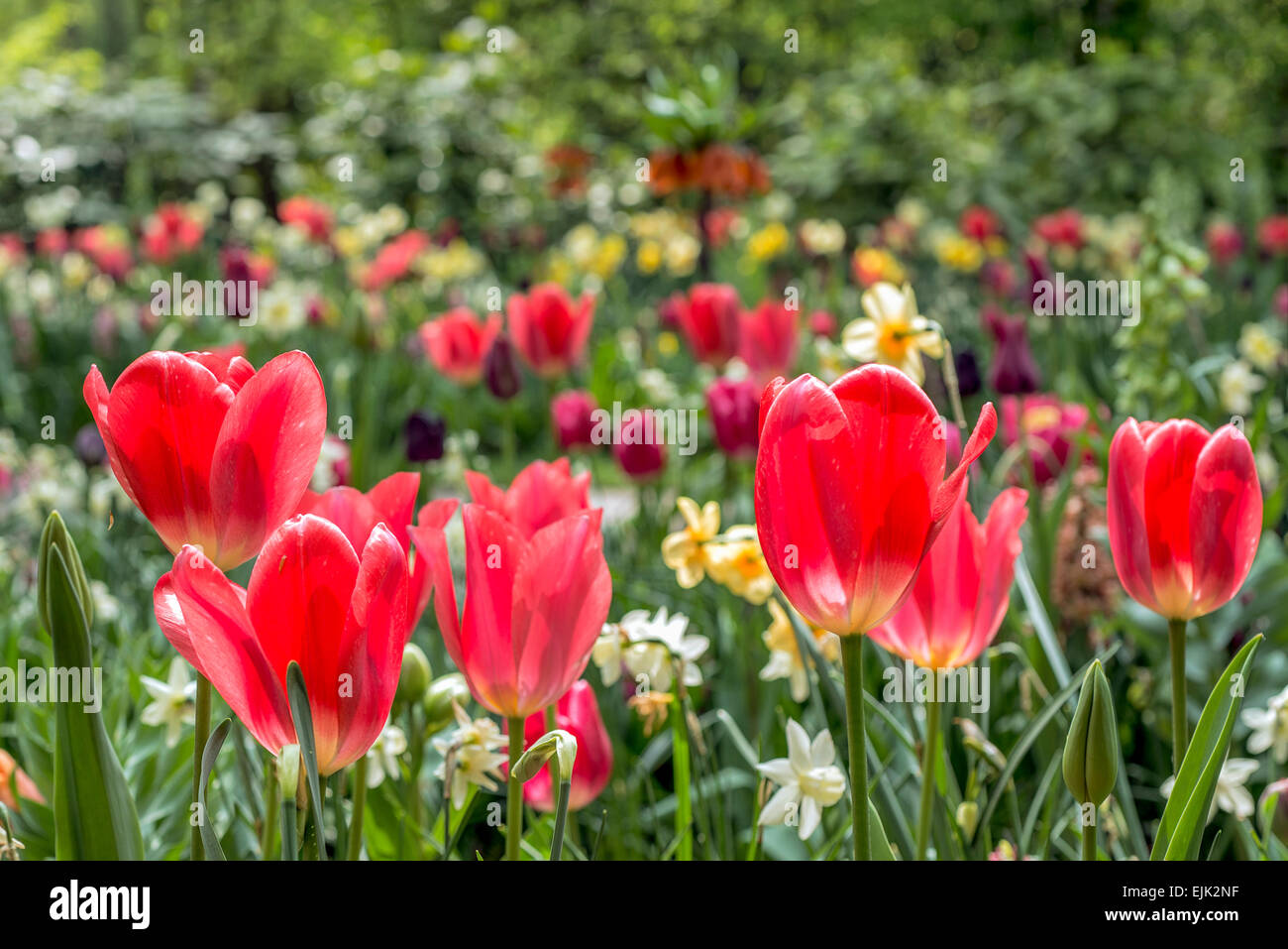 Lit de fleur avec tulipes rouges (Tulipa) dans le printemps ! Banque D'Images