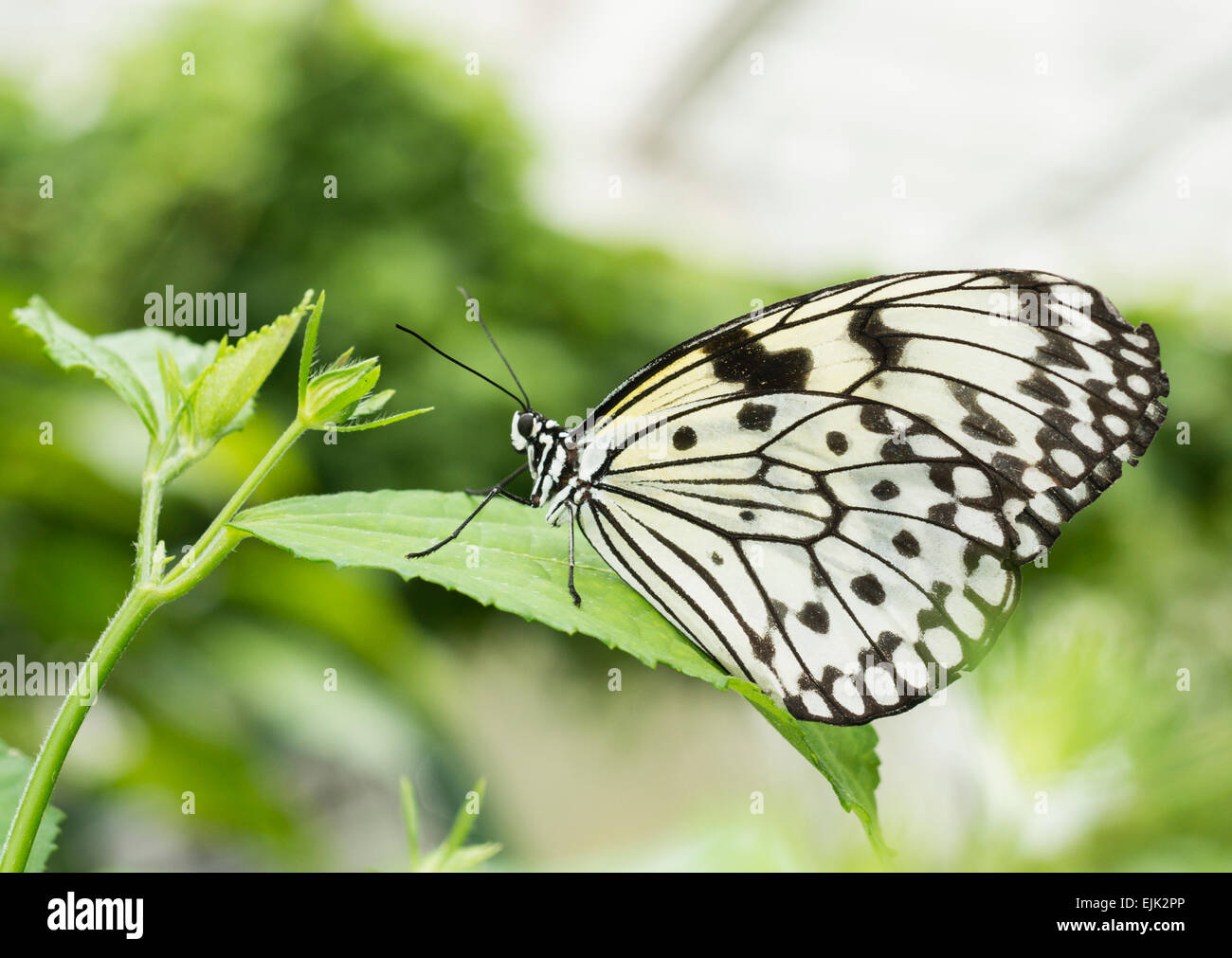 Idée leuconoe, papier Kite ou grand arbre papillon nymphe, noir et blanc papillon tropical Banque D'Images