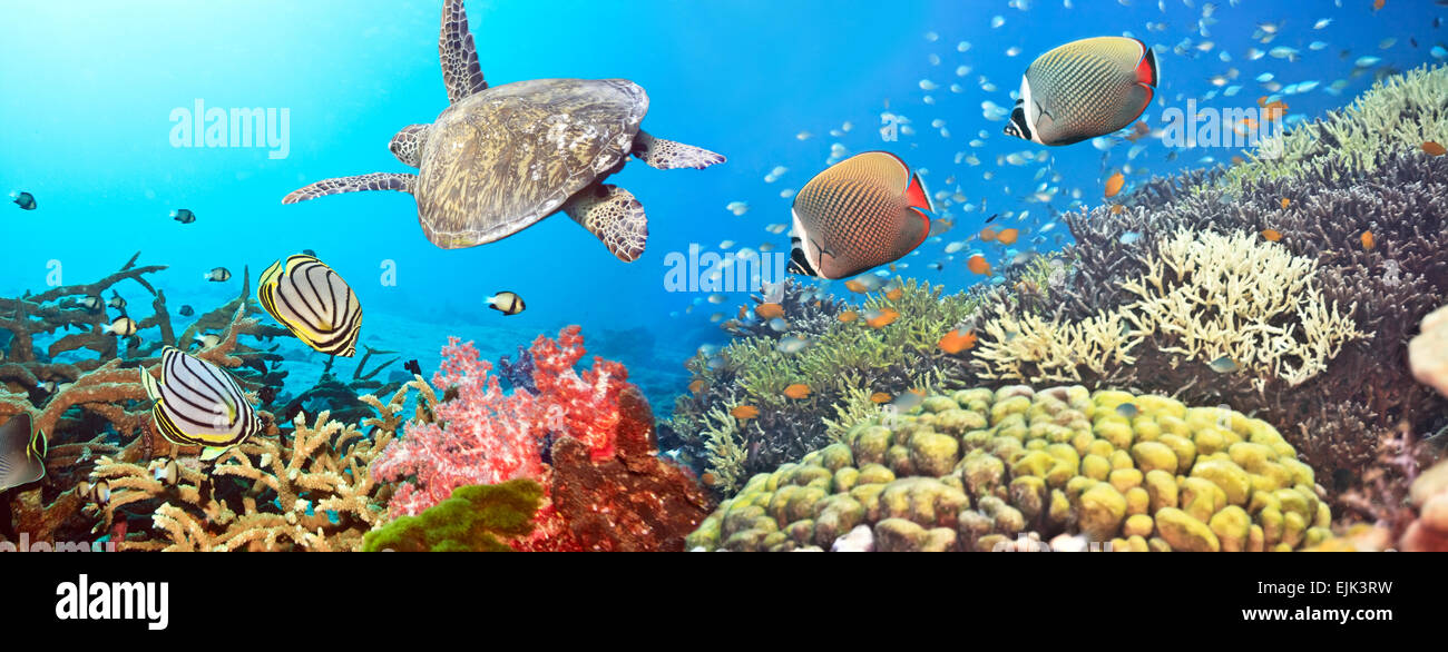 Panorama avec sous-marine, des tortues et des poissons des récifs coralliens Banque D'Images