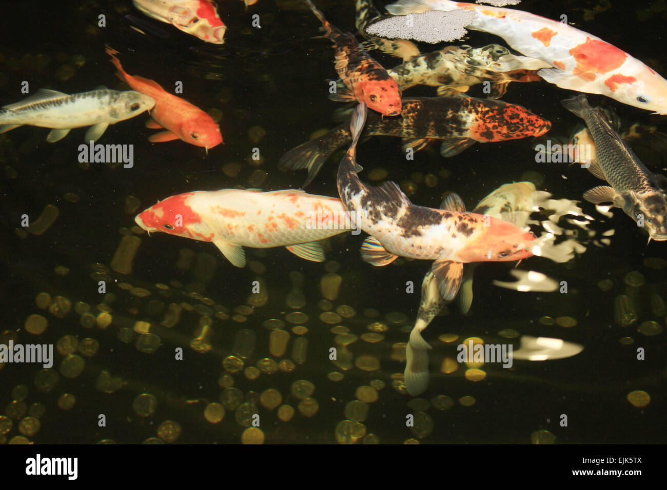 Carpes Koi japonais poissons nager dans l'aquarium. Poissons de décoration rouge et des pièces en bassin de rétention. Symboles de bonne chance et prosperi Banque D'Images