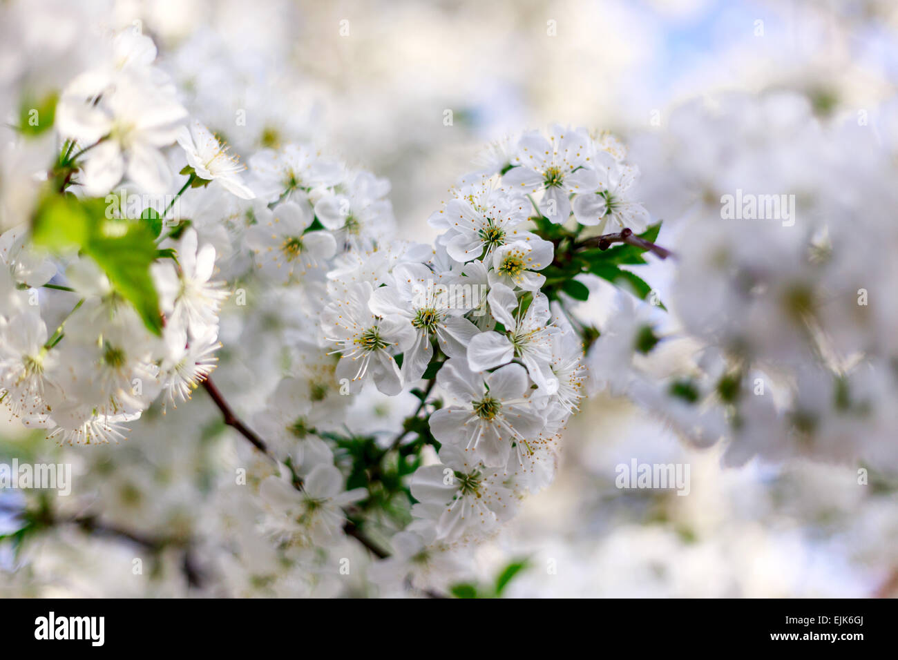 La direction générale de printemps fleurs de cerisier en fleurs Banque D'Images