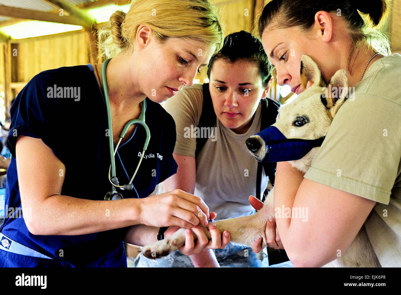 Le capitaine de l'armée américaine Kellie Stewart, centre, observe tandis que la CPS. Jennifer Thomas, droite, est titulaire d'un chien et le Dr Lydia Tong de World Vets insère une ligne intraveineuse lors d'une manifestation pacifique à Nambouk village, Vanuatu, le 30 avril 2011. Stewart est l'agent responsable de l'assistance civile vétérinaire programme et Thomas est un spécialiste des soins aux animaux. Tech. Le Sgt. Tony Tolley Banque D'Images