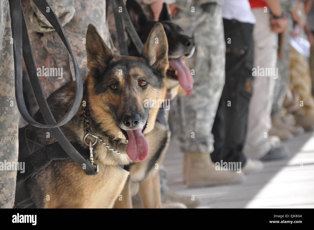 États-unis et de la coalition des civils, militaires, les conducteurs de chien de travail militaire et leurs chiens se sont rencontrés lors d'une cérémonie le 16 octobre pour dévoiler le chien de guerre memorial construit à la KAF boardwalk en l'honneur de chiens de travail militaire tué ici dans l'exercice de leurs fonctions. Les troupes de Kandahar, les civils honneur le meilleur ami de l'homme /-news/2009/10/30/29572-kandahar - troupes-civils - honneur-mans-meilleur-ami/ Banque D'Images