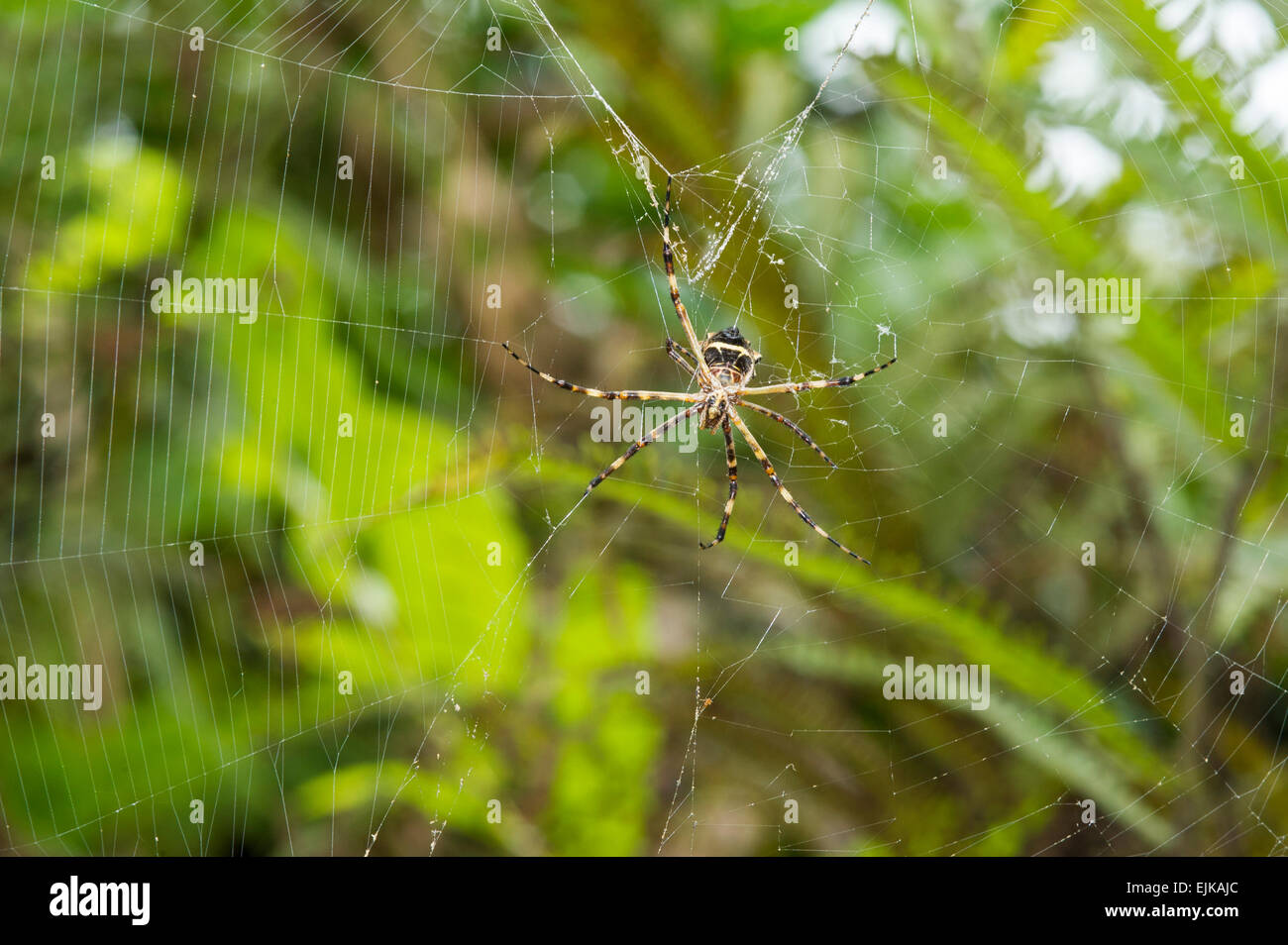 Spider, Parc des Papillons néotropicaux, Suriname Banque D'Images