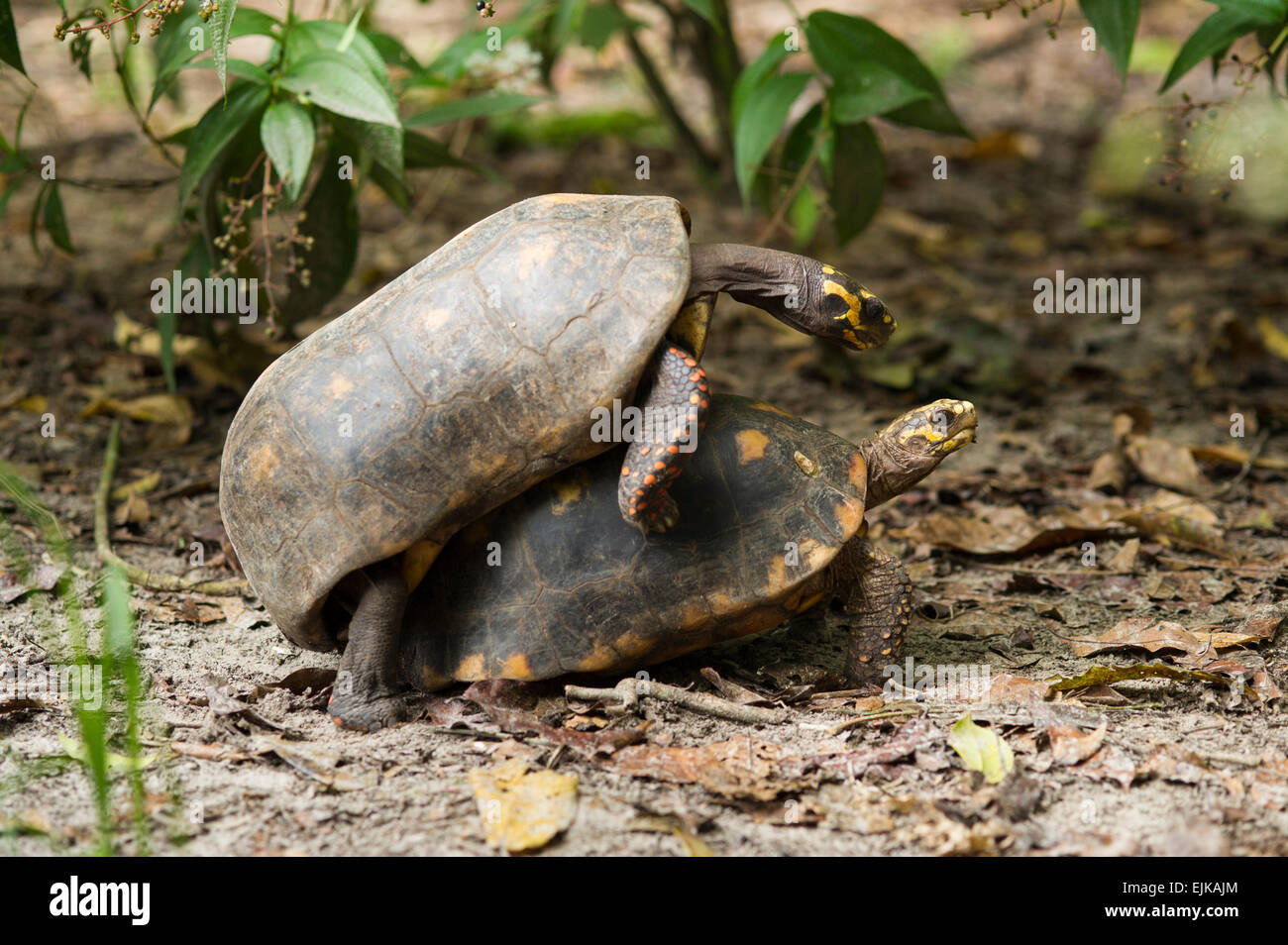 L'accouplement des tortues à pieds rouges, Chelonoidis carbonaria, le Suriname, l'Amérique du Sud Banque D'Images L'accouplement des tortues à pieds rouges, Chelonoidis carbonaria, le Suriname, l'Amérique du Sud Banque D'Images