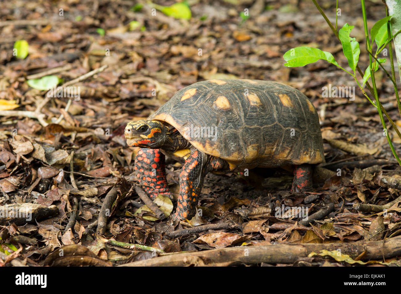 Red-footed Chelonoidis carbonaria, tortue, le Suriname, l'Amérique du Sud Banque D'Images Red-footed Chelonoidis carbonaria, tortue, le Suriname, l'Amérique du Sud Banque D'Images