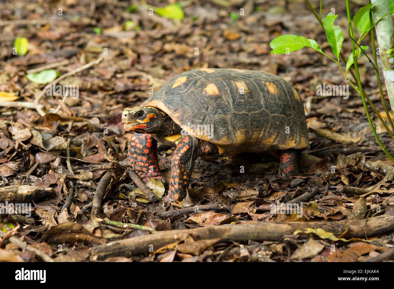 Red-footed Chelonoidis carbonaria, tortue, le Suriname, l'Amérique du Sud Banque D'Images Red-footed Chelonoidis carbonaria, tortue, le Suriname, l'Amérique du Sud Banque D'Images