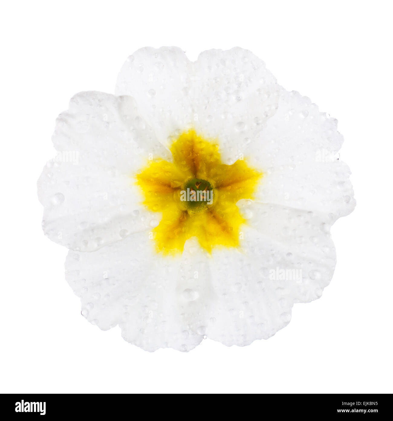 Primula blanc avec gouttes de rosée Banque D'Images