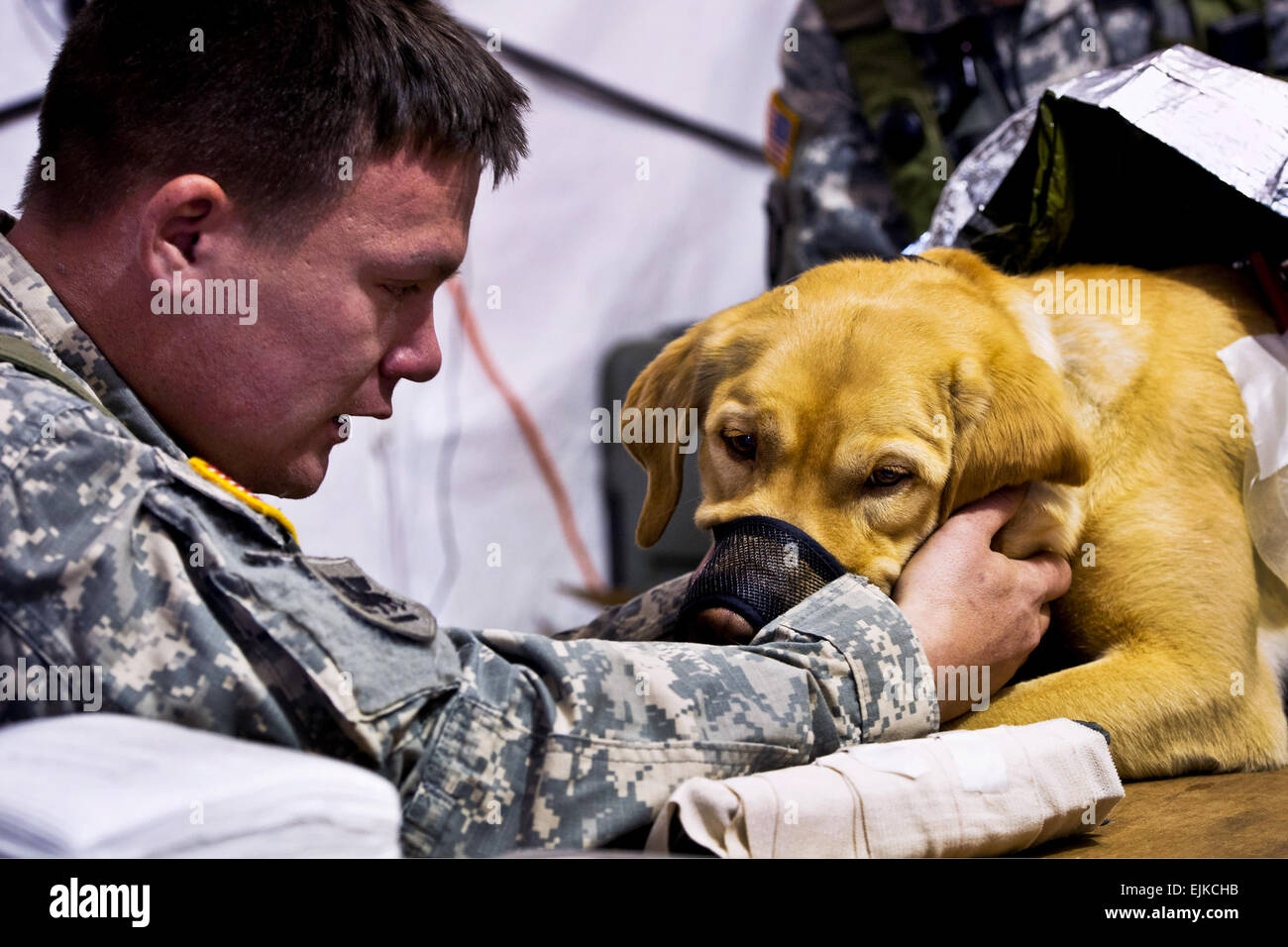 Le sergent de l'armée américaine. Leslie Langford, canine handler, 550e Détachement de chien de travail militaire, Fort Bragg, N.C., réconforte son chien Ted, un Labrador retriever et spécialiste de la bombe, qu'il reçoit des soins médicaux dans la section vétérinaire de l'Hôpital de Soutien au Combat à CSH Joint Readiness Training Center JRTC, Ft. Polk, en Louisiane, le 23 février 2013. Les membres du service au JRTC 13-04 sont éduqués dans la lutte contre les soins aux patients et l'évacuation aéromédicale dans un environnement de combat simulé. Tech. Le Sgt. John R. Nimmo, Sr/NUMÉRIQUE PARUTION Banque D'Images