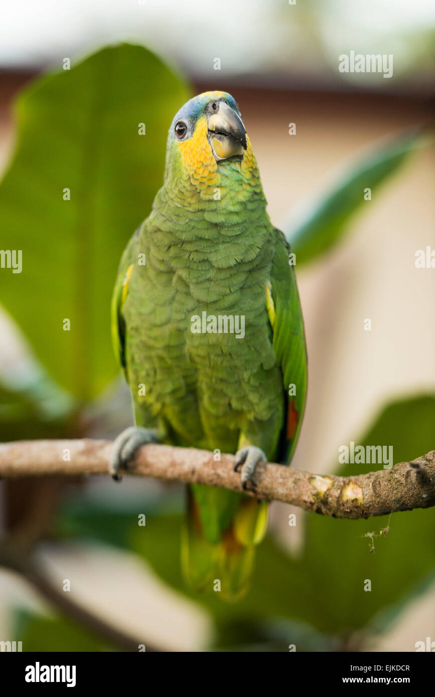 Orange-winged Amazon parrot, Amazona amazonica, Suriname Banque D'Images
