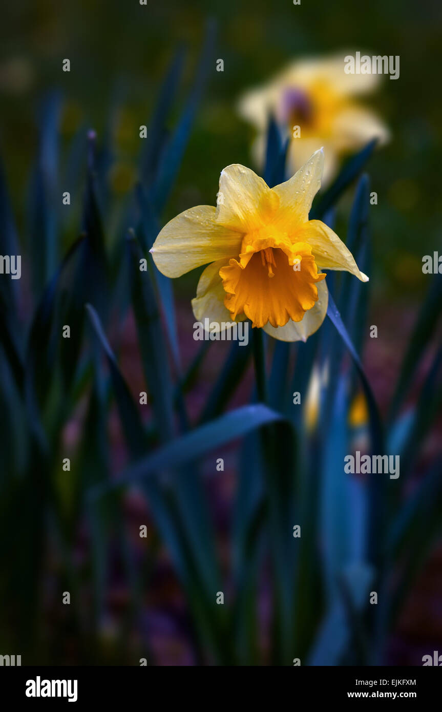 Narcisse jonquilles au printemps avec selective focus Banque D'Images