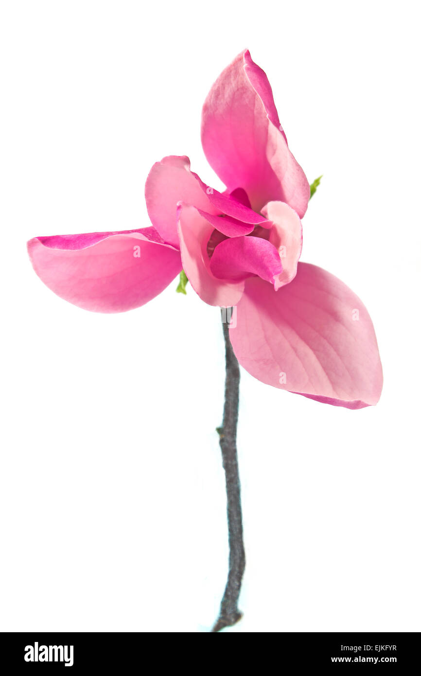 Magnolia flower isolated on white Banque D'Images