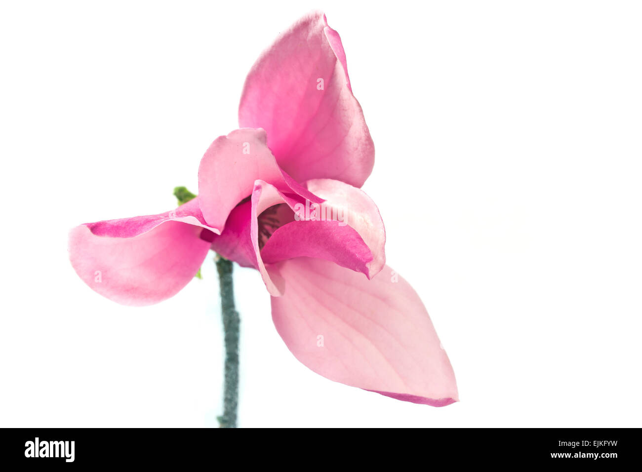 Magnolia flower isolated on white Banque D'Images