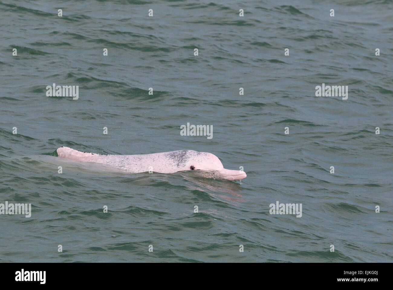 Dauphin Blanc chinois, le rorqual à bosse de l'Indo-Pacifique dolphin, Sousa chinensis surfaçage adultes, Hong Kong Banque D'Images