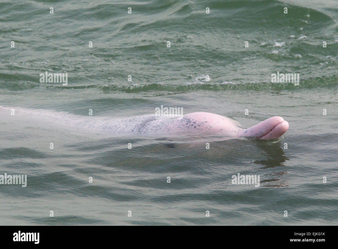 Dauphin Blanc chinois, Sousa chinensis, le rorqual à bosse de l'Indo-Pacifique dolphin, bec et le visage d'un adulte dolphin Banque D'Images