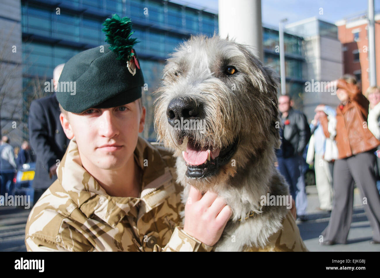 Brian Boru VIII, mascotte régimentaire pour le RIR Banque D'Images