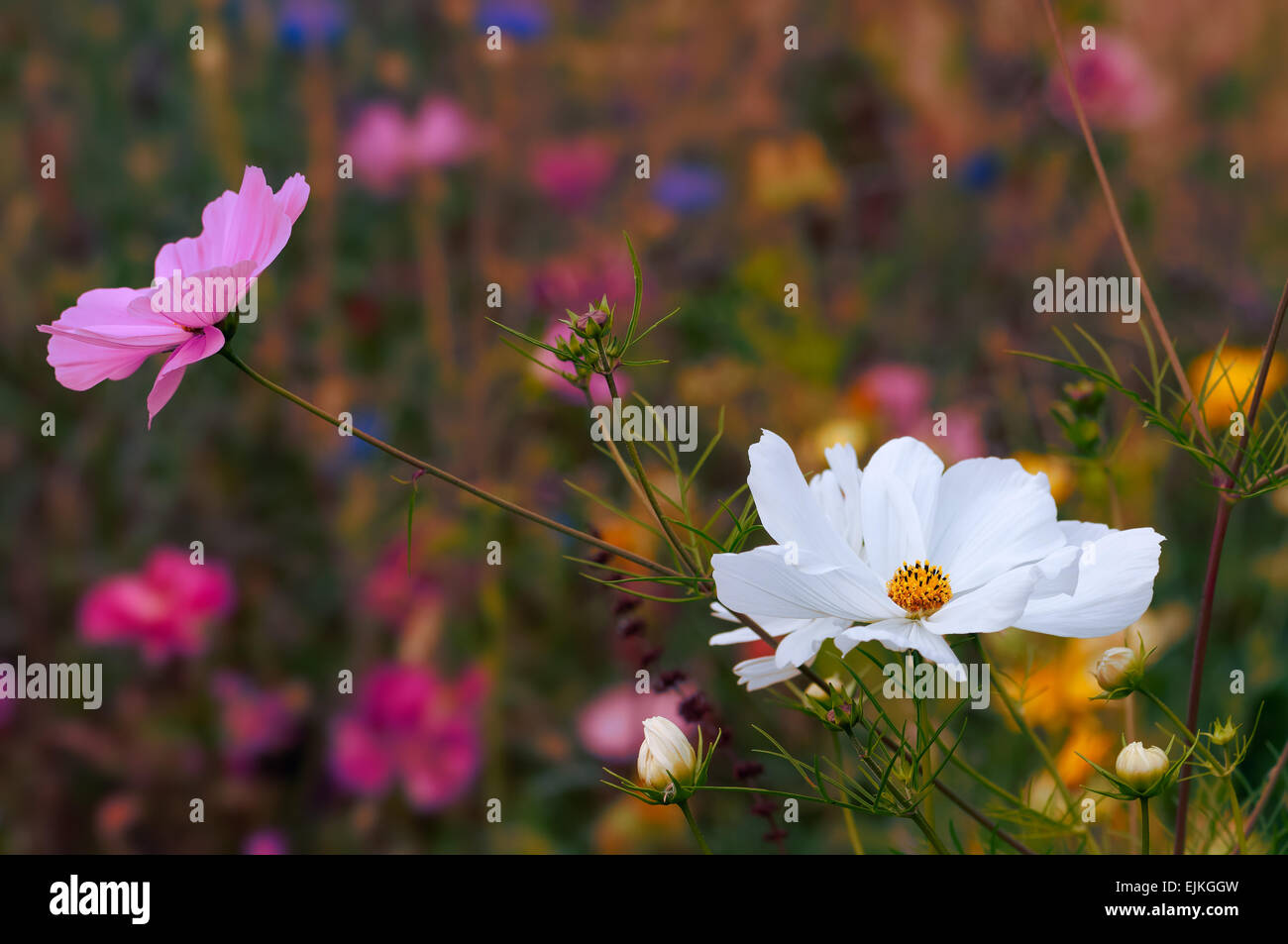 Belle floraison de fleurs sauvages au printemps Banque D'Images