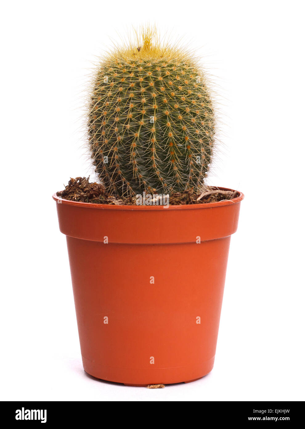Cactus décoratif Banque D'Images