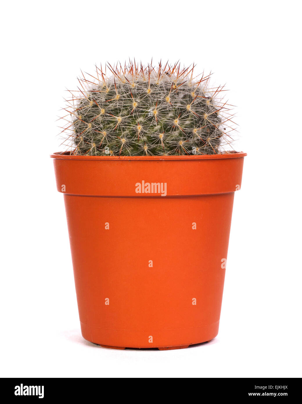 Cactus décoratif Banque D'Images