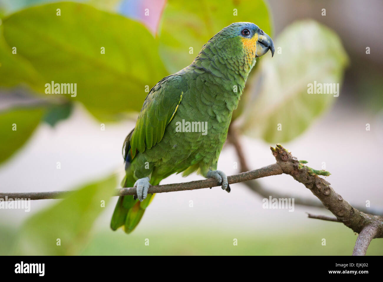Orange-winged Amazon parrot, Amazona amazonica, Suriname Banque D'Images