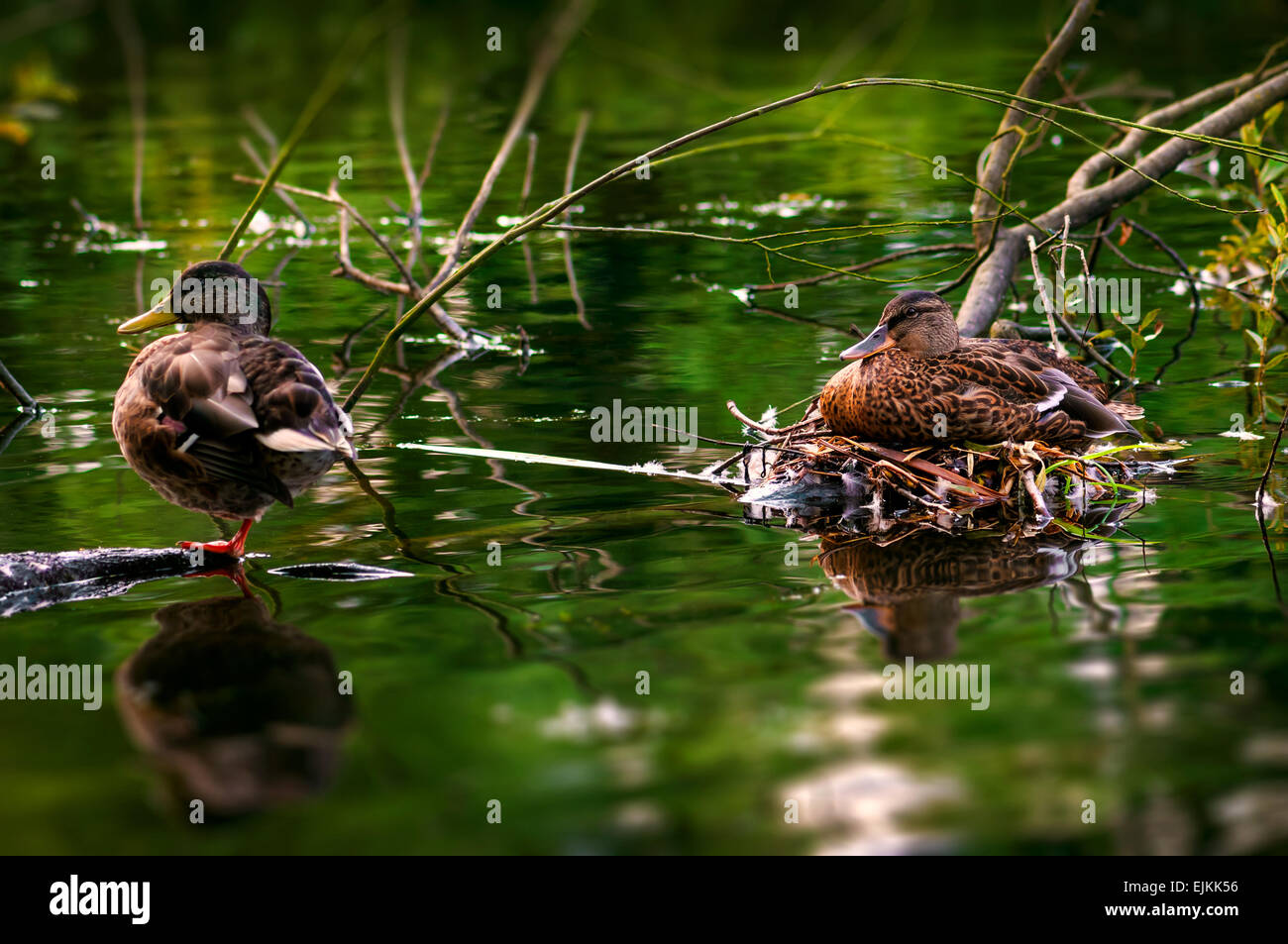 Canard mâle et femelle s'occuper de leurs oeufs dans leur nid côté rivière Banque D'Images