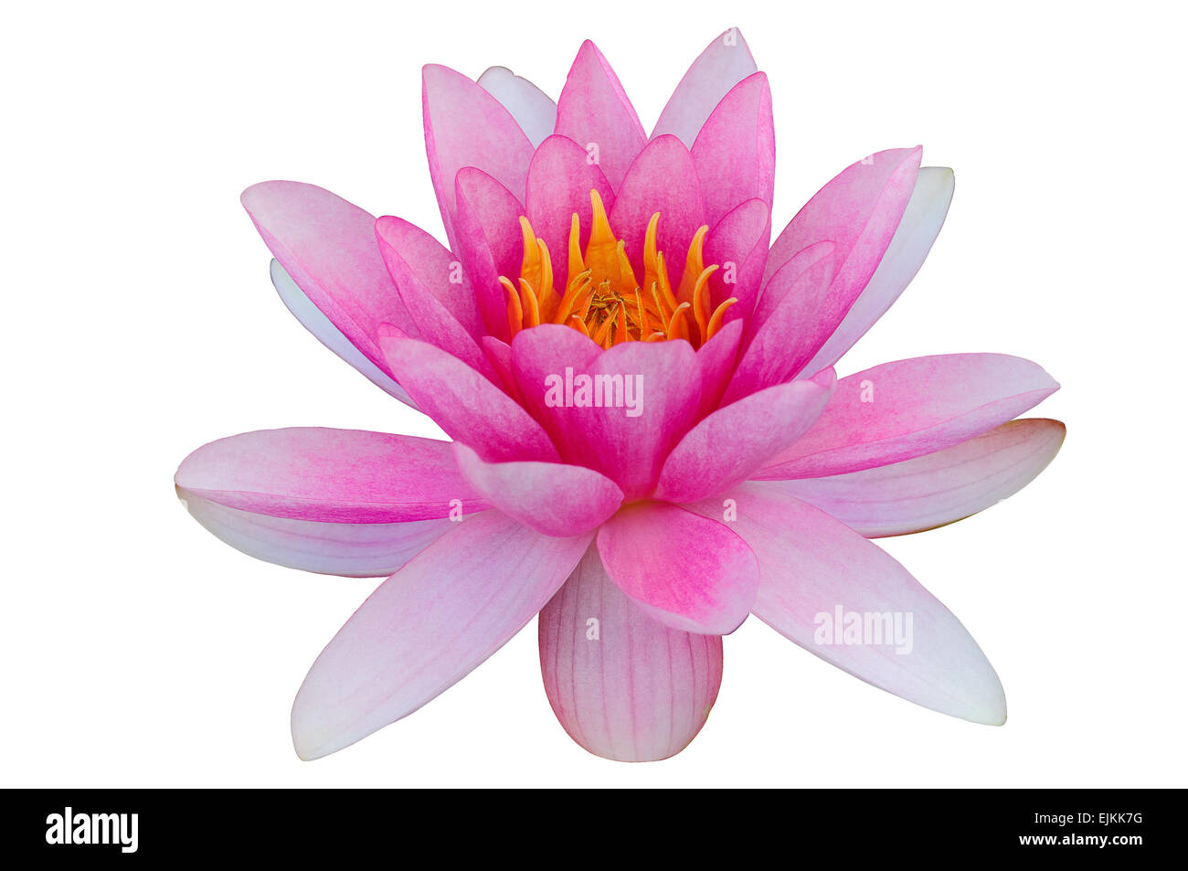 Nénuphar rose fond blanc clip art clipping path Banque D'Images